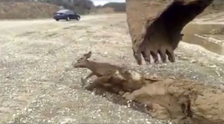 Excavator dude rescues baby deer drowning in mud (VIDEO)