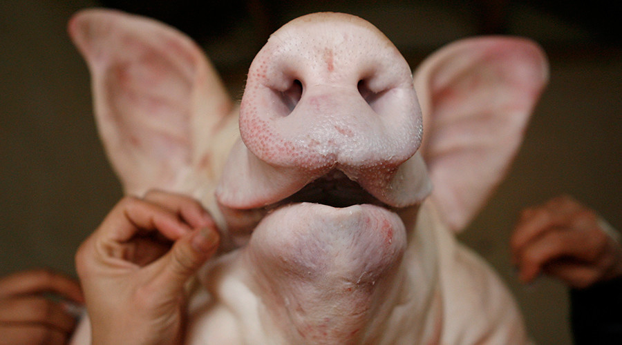 Pig heads dumped at Moroccan ambassador’s home amid anti-Muslim hate crime spike in France