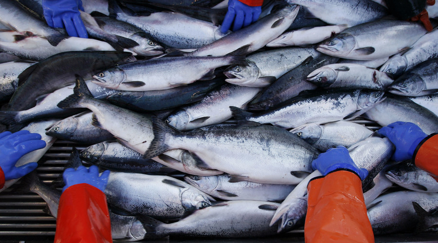 FDA’s approval of GMO salmon: What are the environmental risks?