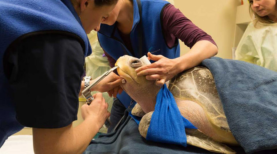 Wild turtle too gassy to dive for food gets treated for 'the bends' in fancy hospital