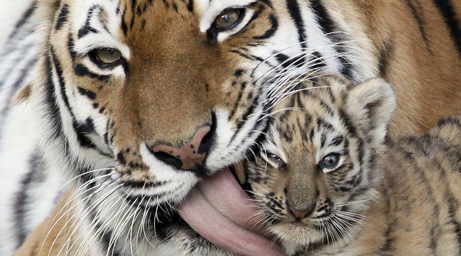 Zoos barred from allowing visitors play with young tiger & bear cubs