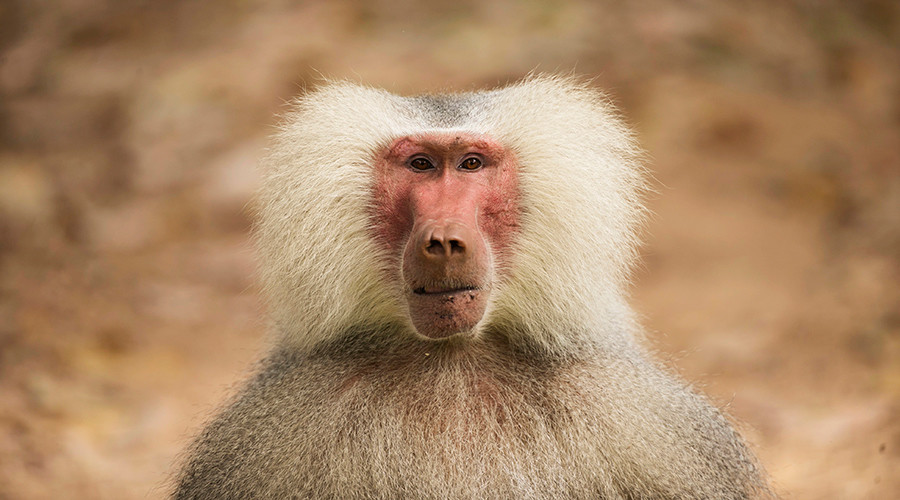 Record breaking: Pig hearts stay alive in baboons for more than 2 years