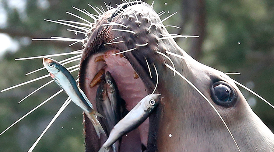 On the road again: Sea lion leaves water to hit the highway