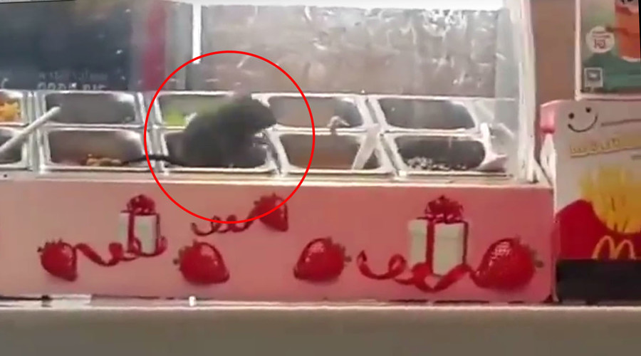 Fro no! Fat rat spotted gorging on yogurt toppings in McDonald’s (VIDEO)