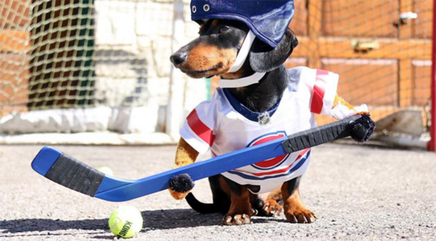 Canine hockey game goes viral as decked-out dogs face off (VIDEO)