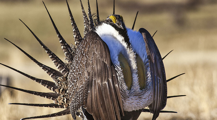 Nevadans sue Obama, alleging politics at play over grouse protection laws