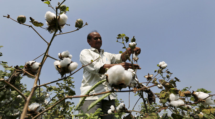 ‘Monsanto shouldn’t be allowed to exploit farmers’: India vows to break up GM-cotton monopoly