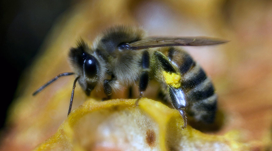 Major pesticide brand dropping bee-killing chemical