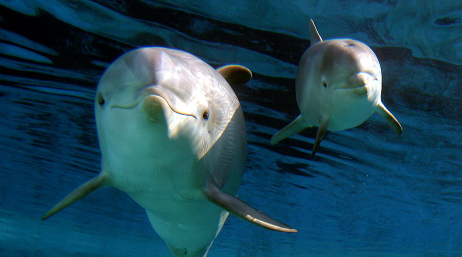BP oil spill linked to baby dolphin deaths and diseases in Gulf Coast