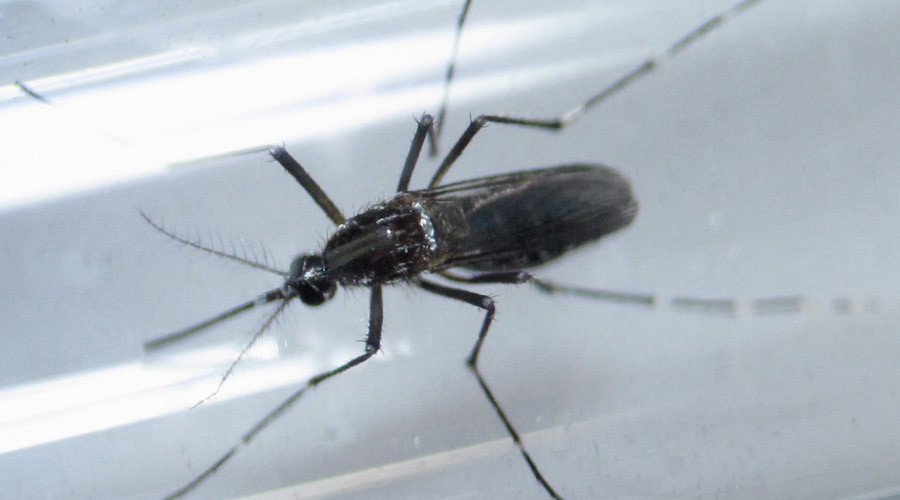 ‘Turning point in Zika outbreak’: CDC confirms virus causes microcephaly
