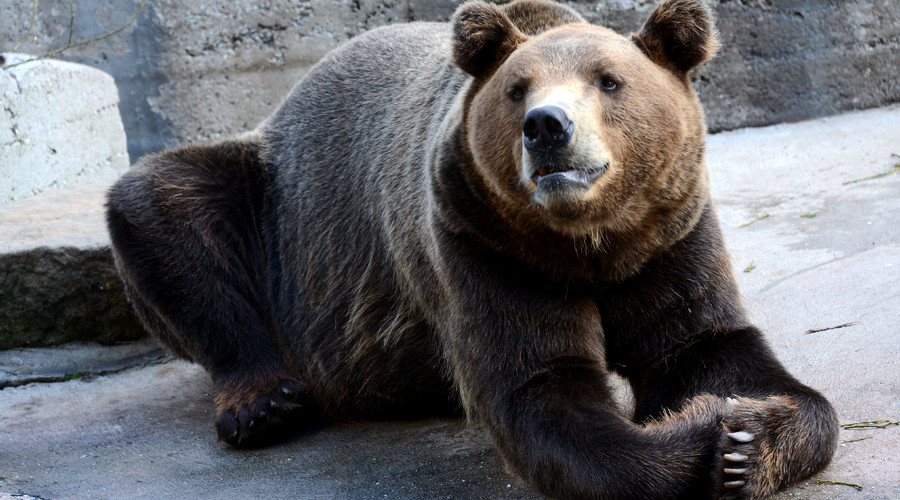 10 times bears were awesome & 9 times they were real (VIDEOS)