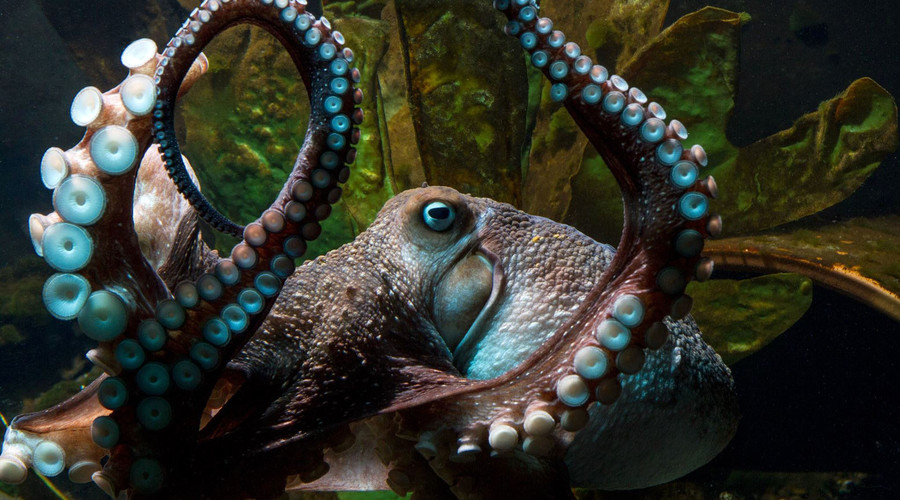 Aquarium fugitive 'Inky' and four other daring octopus manuevers (PHOTOS, VIDEOS)