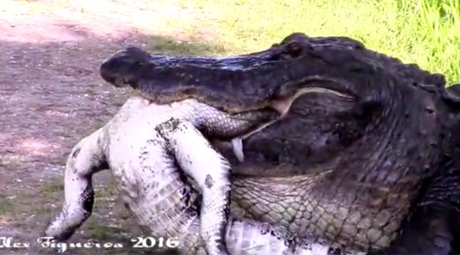 Circle of life: Gator eats another gator