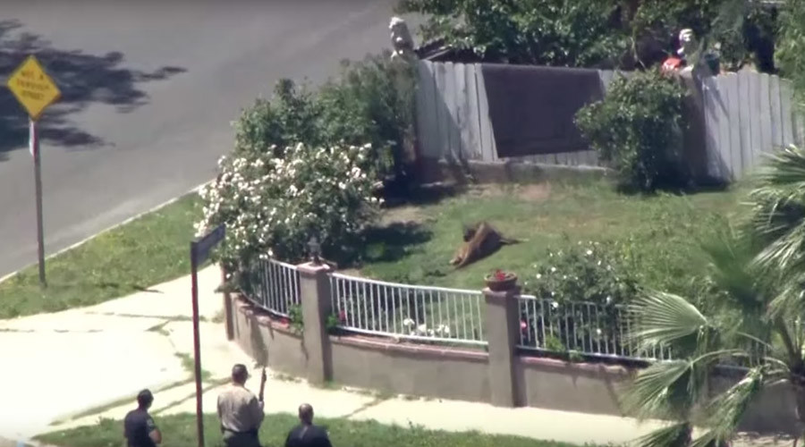 Dazed and confused: Police tranquilize mountain lion prowling LA school (VIDEO)