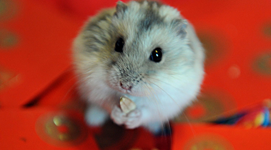 Space babies? Mice embryos 'develop completely' in orbit, Chinese study claims