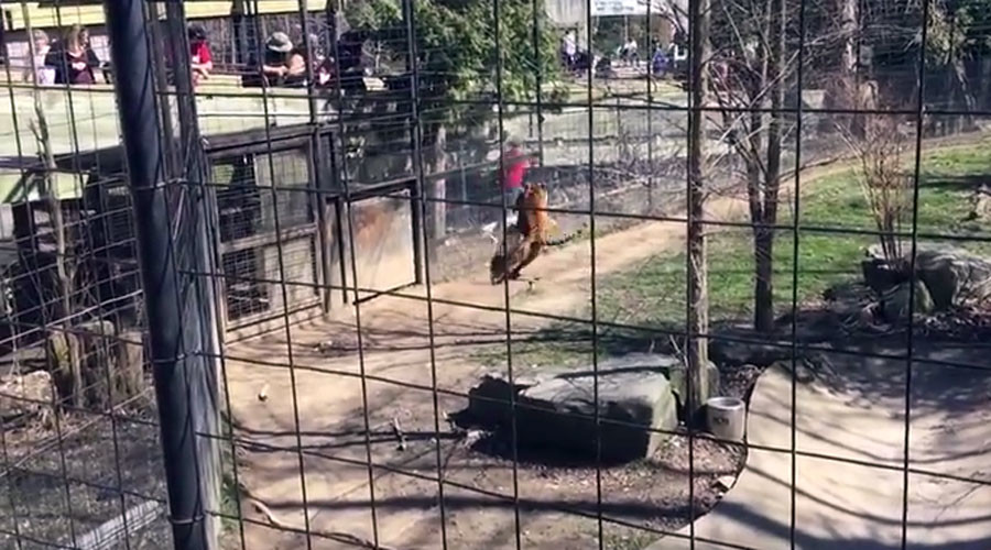 ‘Moron’ gets face-to-face with tiger at Toronto zoo while fetching her hat