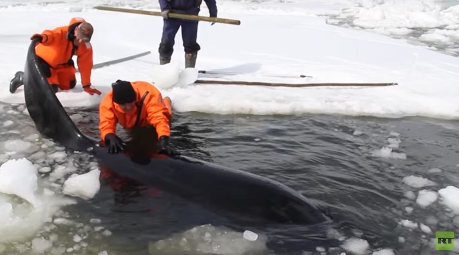 Trapped by ice: 4 killer whales rescued from certain death in Russia's Far East (VIDEO)