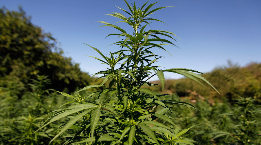 Illinois takes steps to decriminalize pot possession
