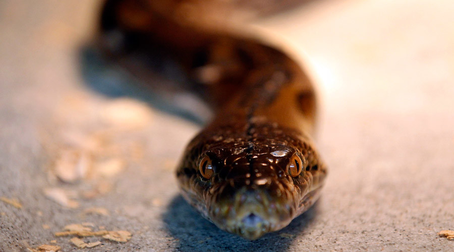 Look out below! Snake tumbles from ceiling at Mississippi elementary class