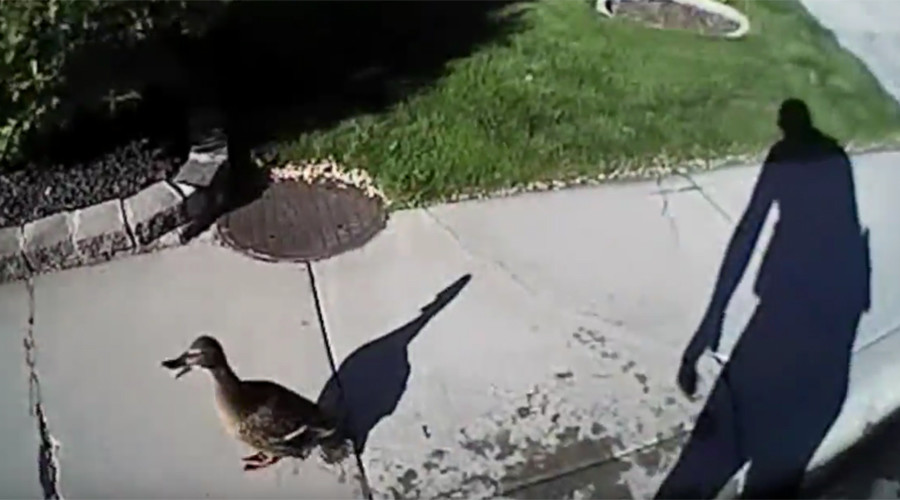 Dramatic baby duck rescue operation caught on bodycam (VIDEO)
