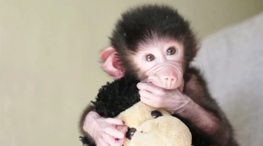 Baby baboon finds solace in doppelganger soft toy after mother's rejection (VIDEO)