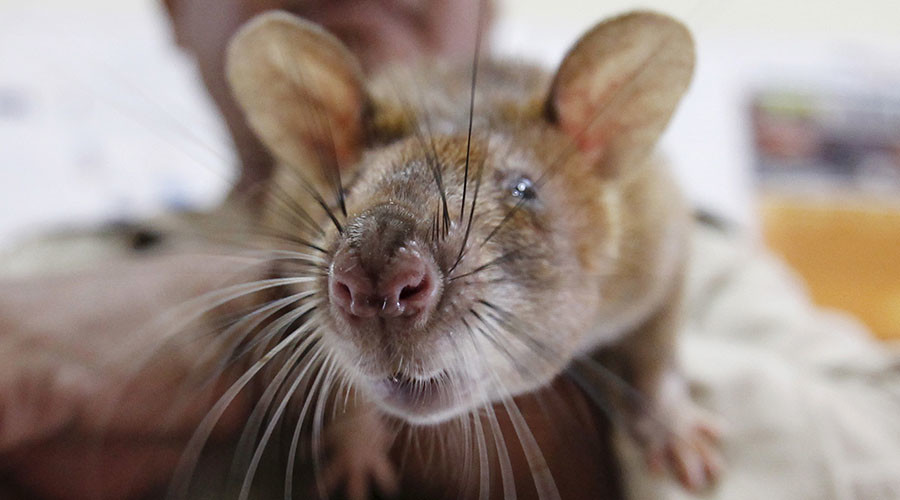 Pest fest: Major US cities struggle with growing rodent problems