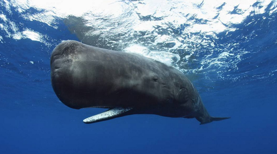 Giant fossilized tooth signals cannibal killer sperm whales outside Americas (PHOTOS)