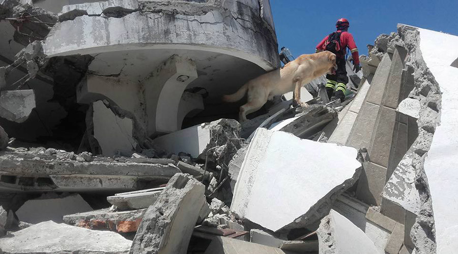 Heroic rescue dog dies after saving 7 lives in Ecuador quake search (PHOTOS, VIDEO)