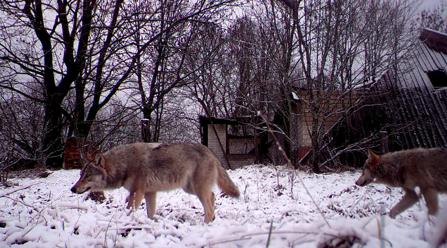 Wildlife thriving without humans in Chernobyl nuclear zone ...