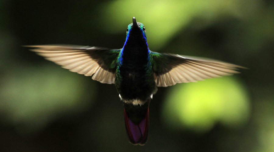 Scientists study ‘magic of bird flight’ for future windproof drones (VIDEO)
