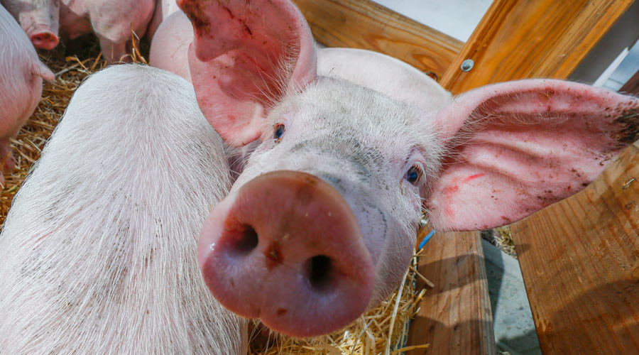 Russian agriculture main winner from foreign food ban