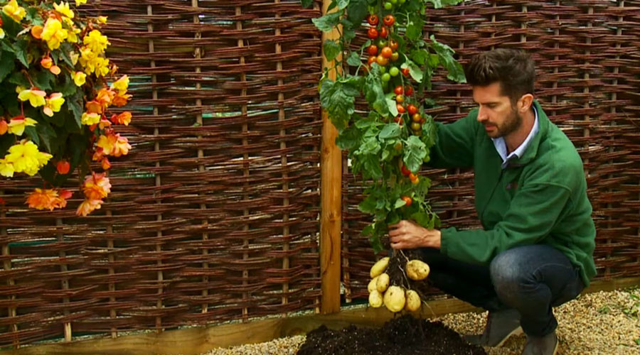 Chips & ketchup tree: Hybrid plant growing potatoes & tomatoes now on sale