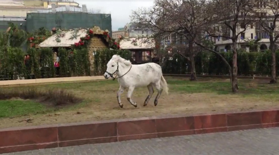 Hyper pony shows off moves outside Bolshoi Theater in Moscow (VIDEO)