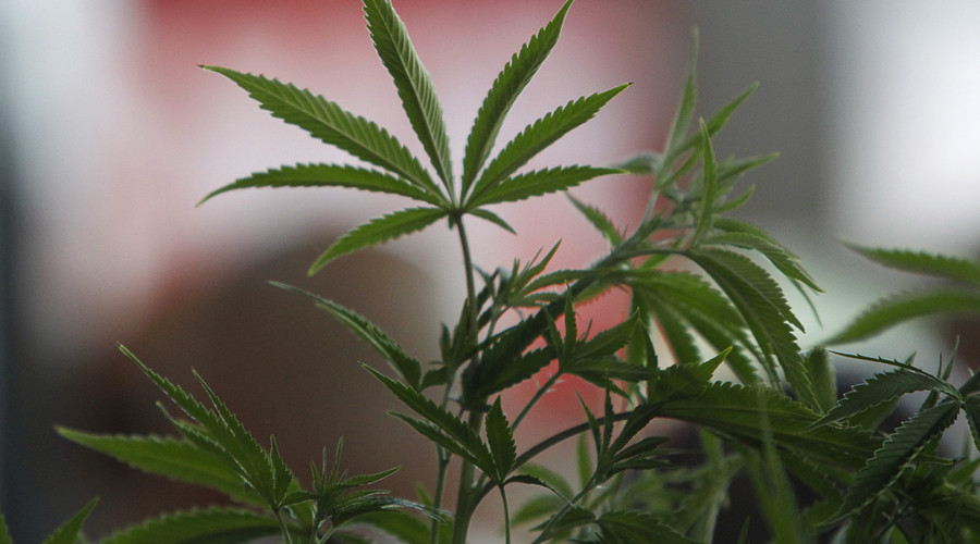 Weeded out: Danish asylum center resident caught selling ton of marijuana