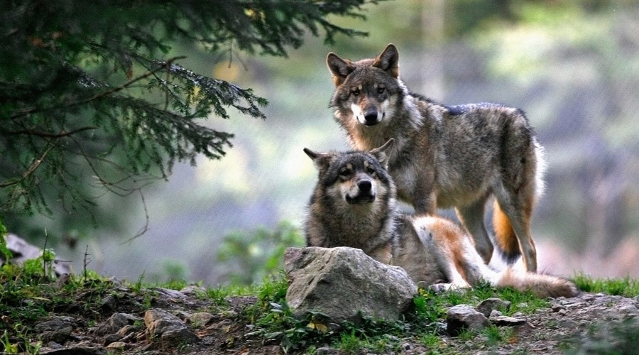 16 wolves get death penalty for eating into Wyoming cattle rancher profits