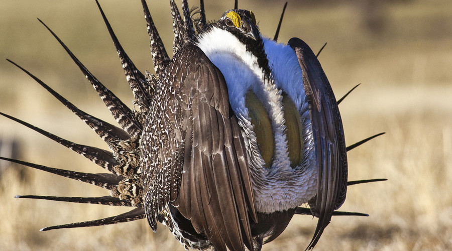 GOP grouse about bird they falsely claim can cripple world’s largest military