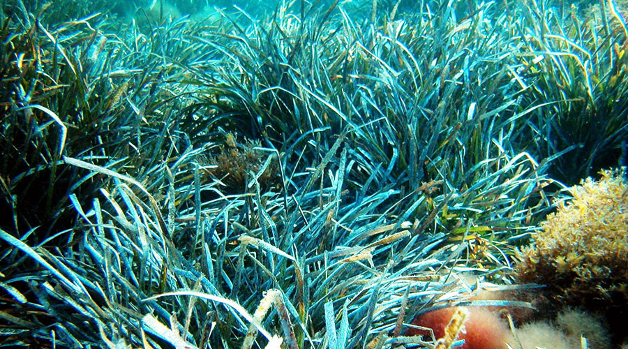 ‘Environmental breakdown’: Florida Bay hit with huge seagrass die-off