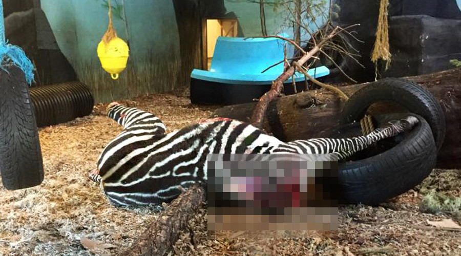 Zebra beheaded, fed to tigers in front of kids at Norway zoo