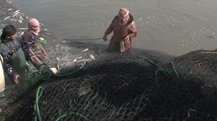 Fish farms & car dealerships: ISIS increasingly relies on unconventional revenue sources – report