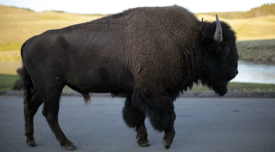 Bison anticipated to become official US mammal, bill awaits Obama’s signature
