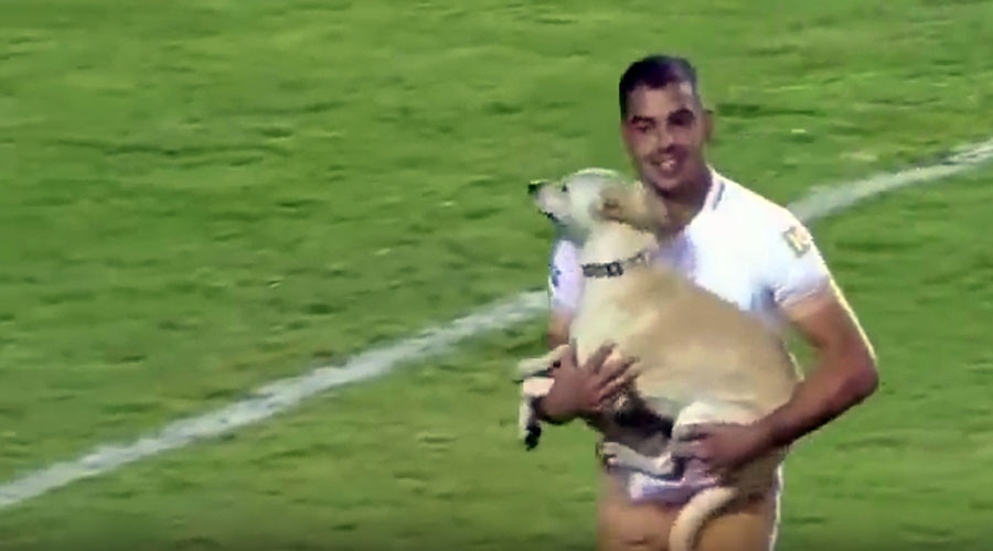 Pooch invasion: Fun-loving dog gives Mexican goalkeeper the run around (VIDEO)