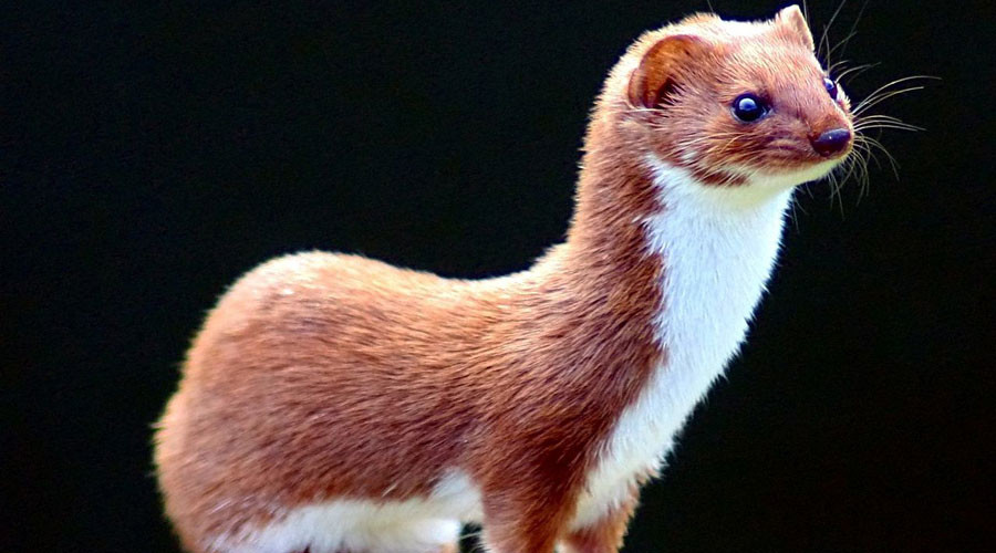 Size doesn’t matter: Weasel blamed for Large Hadron Collider shutdown
