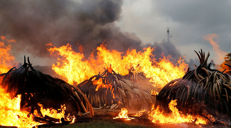‘Largest in history’: Kenya sets ivory pile on fire in statement against poaching (VIDEO)