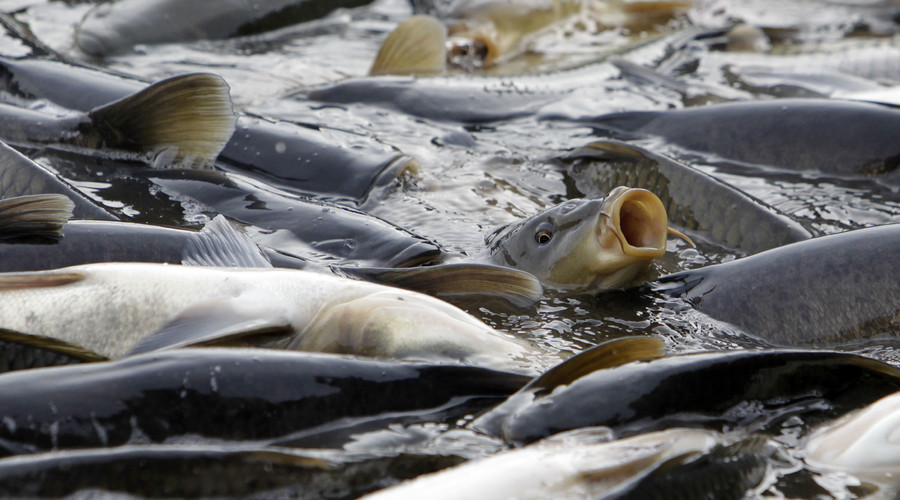 Australia to spend over $11mn to eradicate carps by releasing herpes virus into rivers