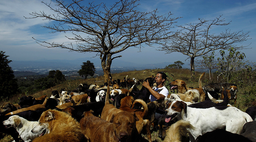 Canine takeover: Hundreds of dogs find paradise in Costa Rica’s ‘Land of the Strays’ (PHOTOS)