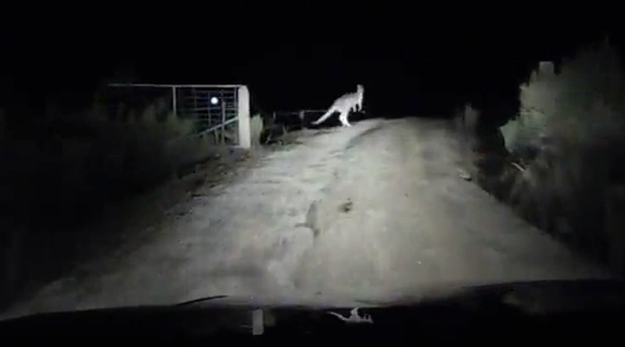 Ninja kangaroo launches night ambush, smashes shocked driver’s vehicle (VIDEO)