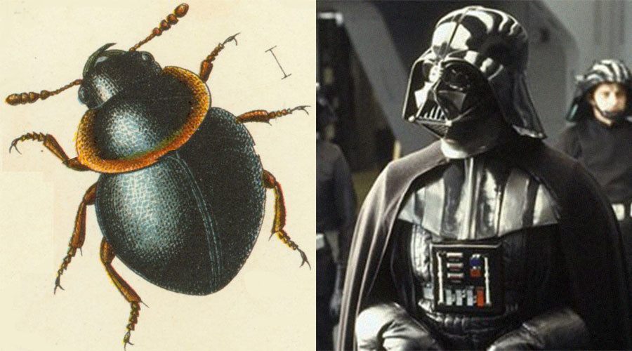 10 real life creatures named for fictional characters