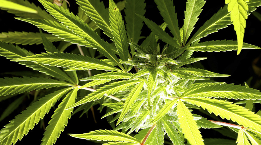 Germany to legalize medical marijuana