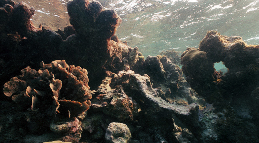 Coast to ghost: Florida’s coral reefs dissolving ‘just like a sugar cube’