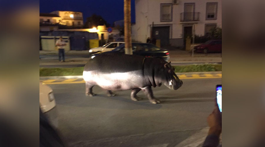 Hungry, hungry hippo: Escaped circus animal roams free in Spanish city (VIDEO)